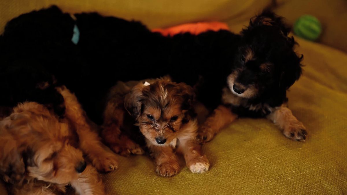 Fena irského setra přivedla na svět rekordních 17 štěňat v jednom vrhu